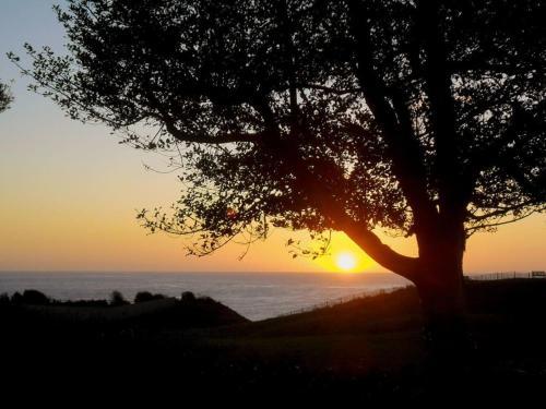 Seahorses, Bonchurch, 